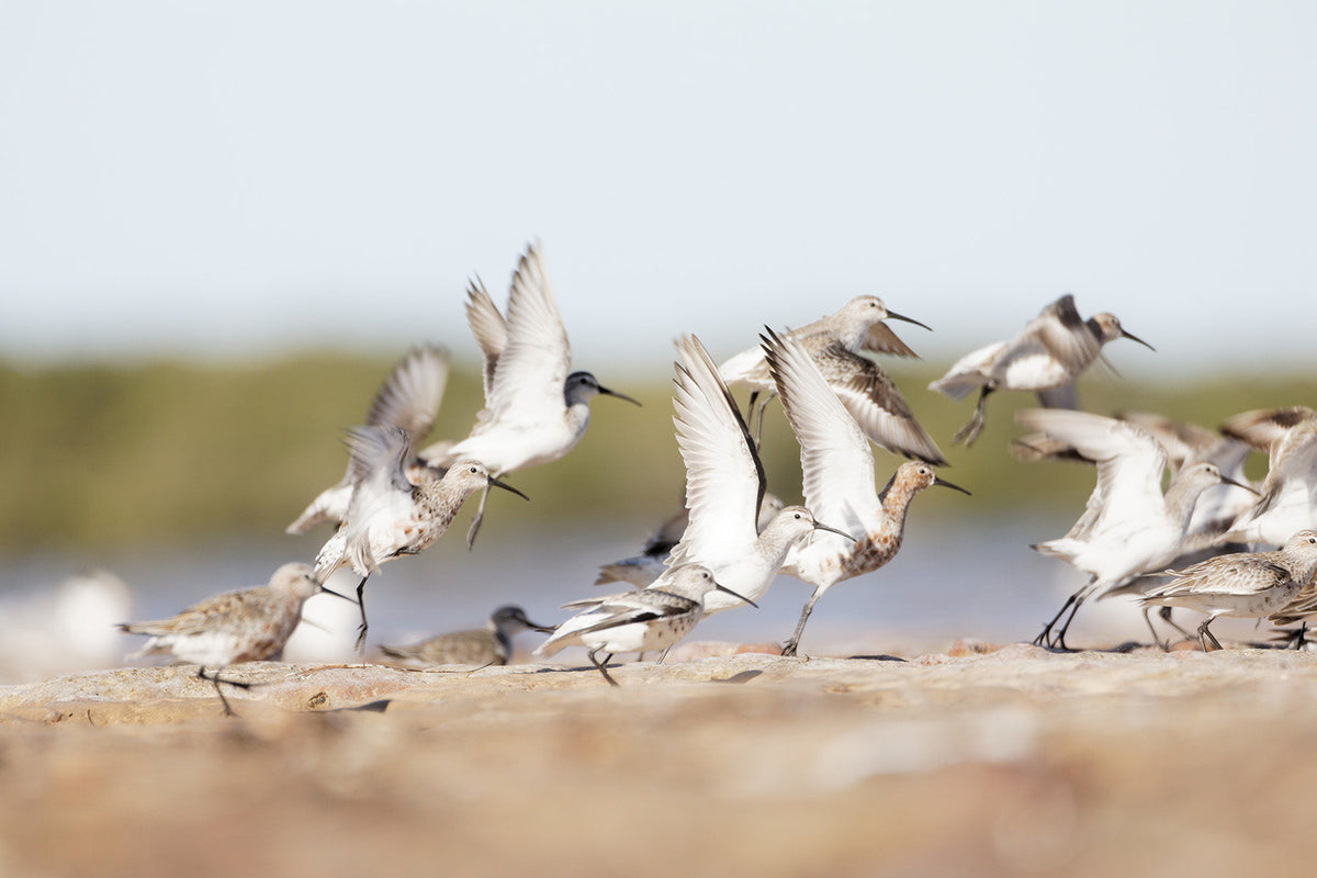 Migration Magic: How Birds Navigate Thousands of Kilometres (Without G ...
