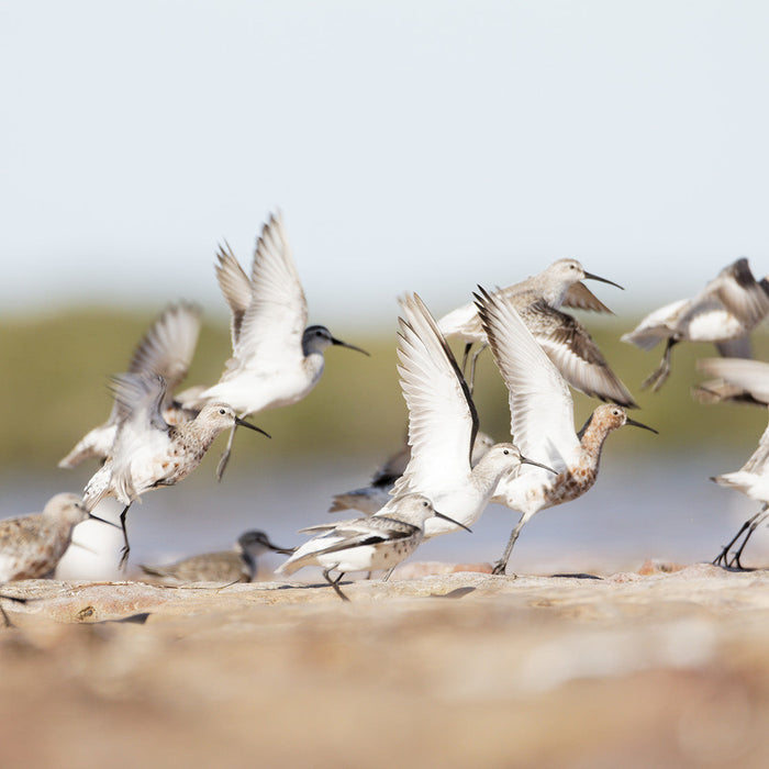 Migration Magic: How Birds Navigate Thousands of Kilometres (Without Google Maps)