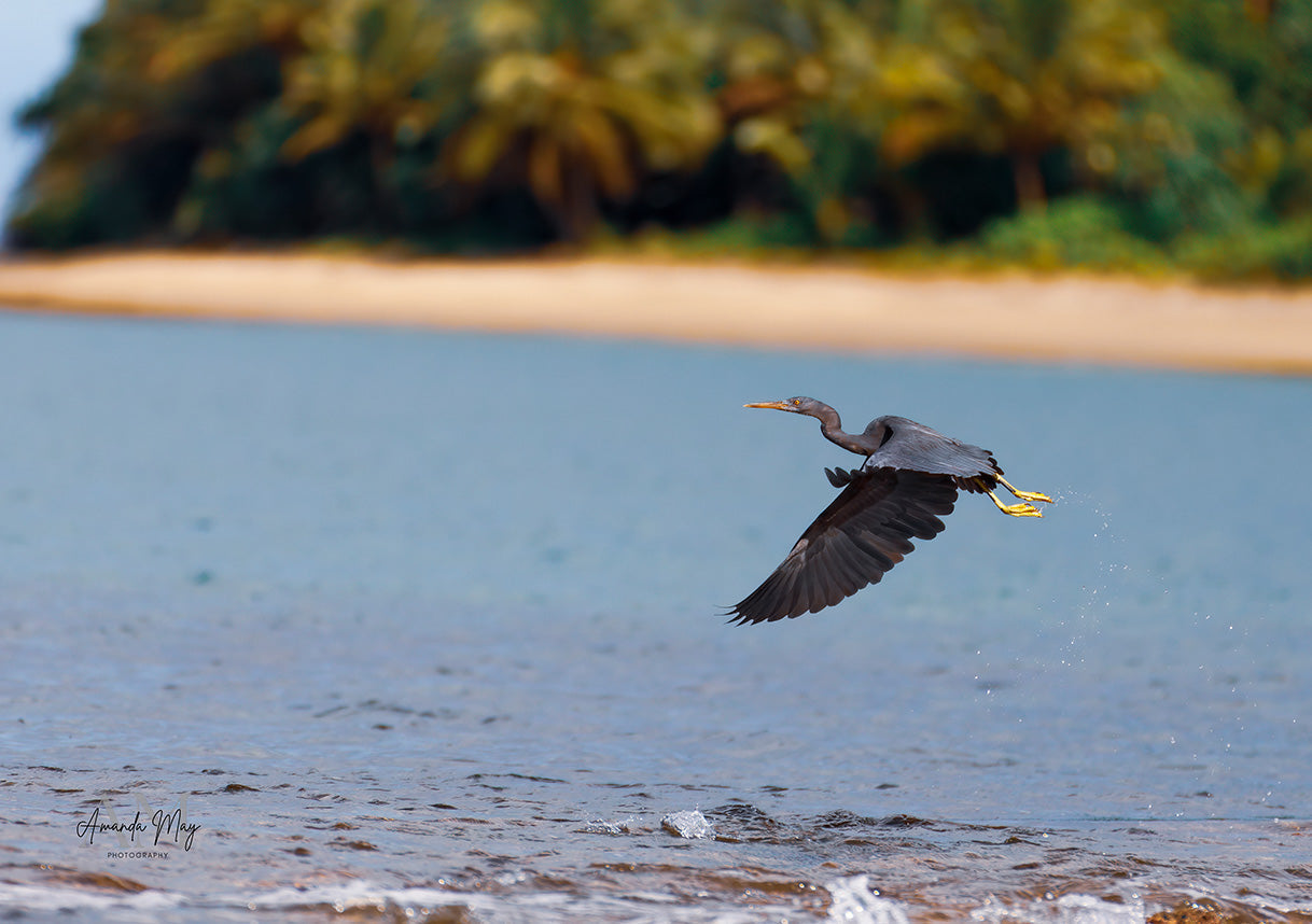 A Week of Birdwatching in Fiji