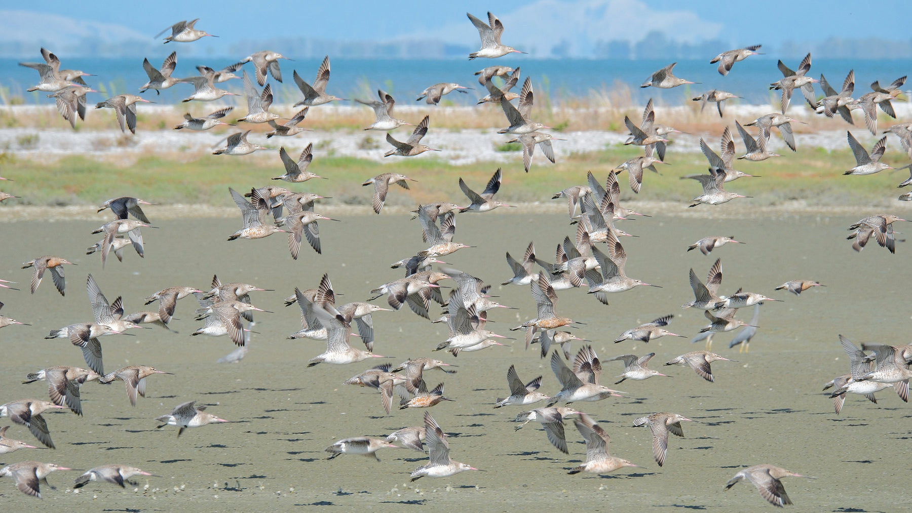 The Shorebirds Are Getting Ready to Leave. March is the Time to See Them.