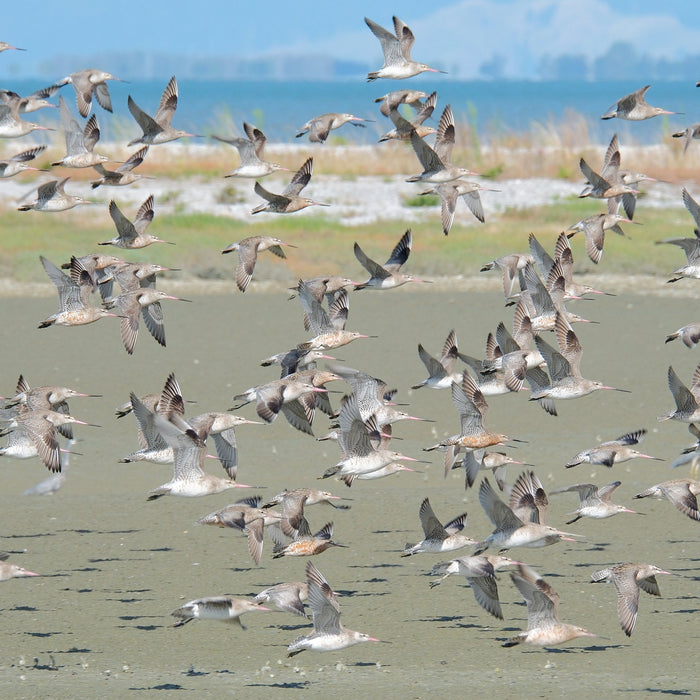 The Shorebirds Are Getting Ready to Leave. March is the Time to See Them.