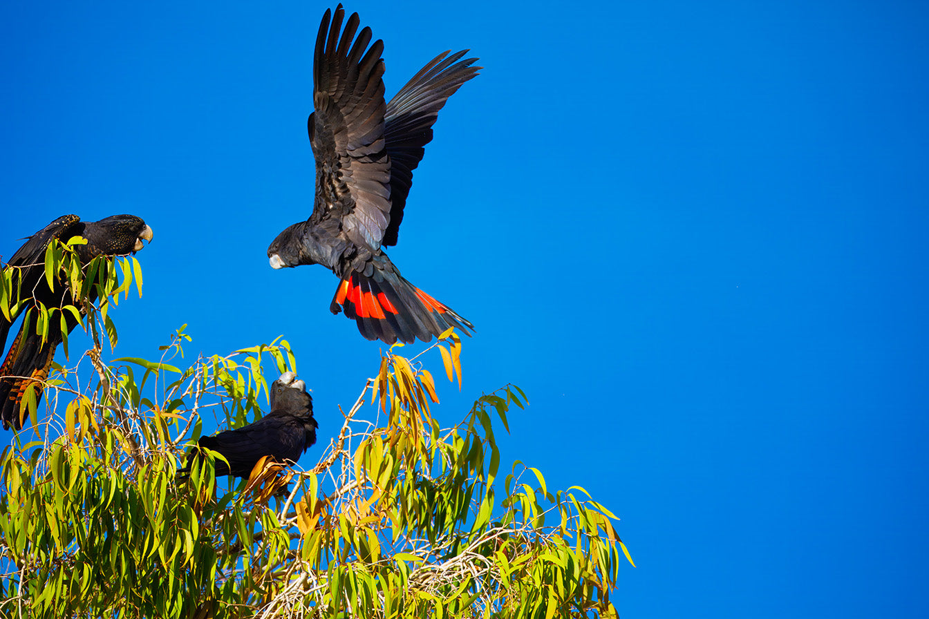 Birds, Lenses, Queensland Skies