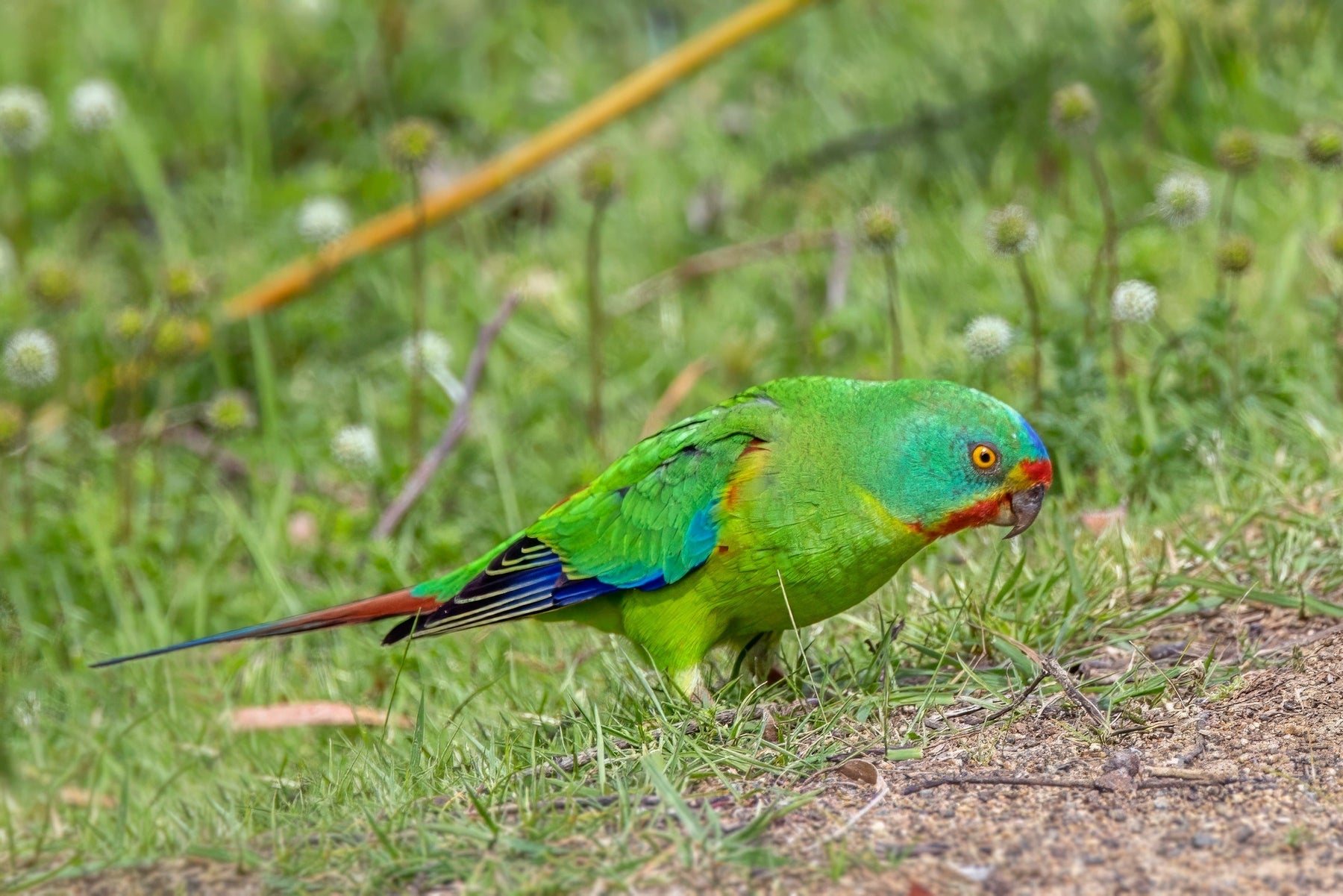On Finding Birds That Aren't Easy to Find