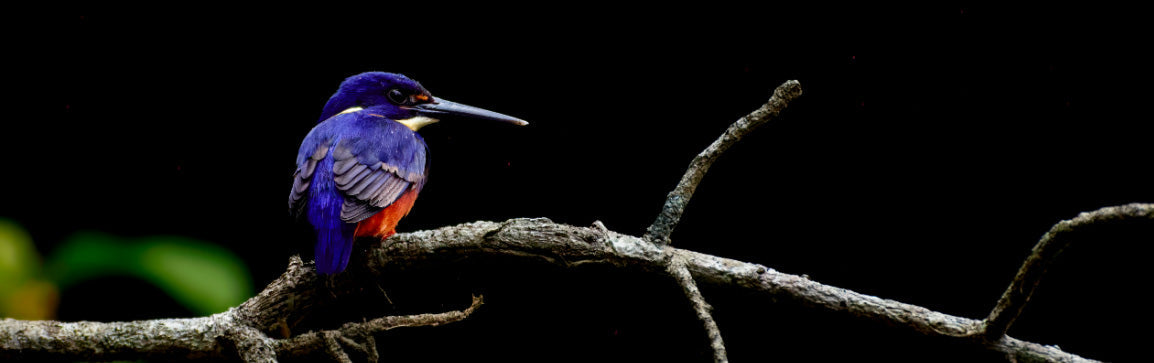 Chasing the Azure Kingfisher: A Dawn Adventure on the Daintree River